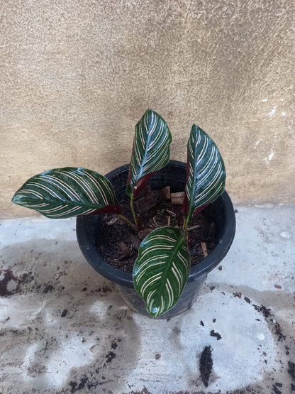 calathea