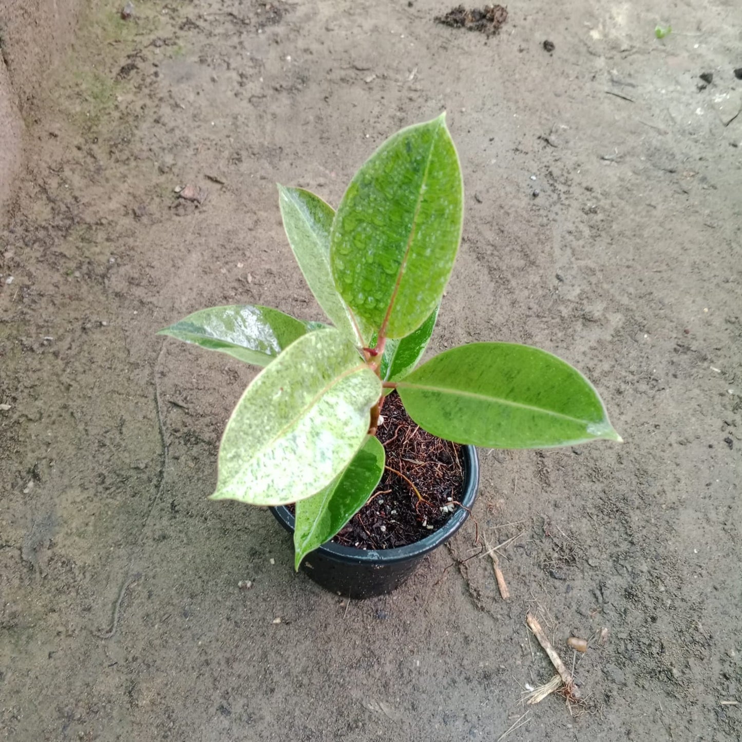 ficus elastica (rubber plant)