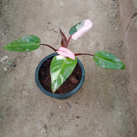 philodendron pink pink princess