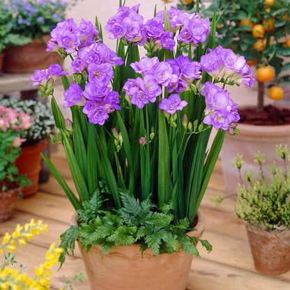 Freesia bulbs