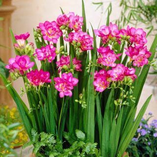 Freesia bulbs