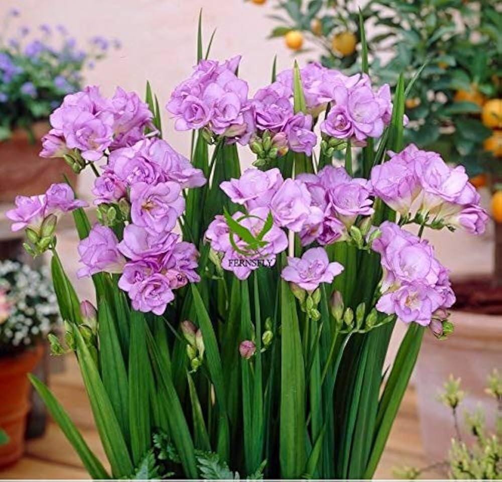 Freesia bulbs