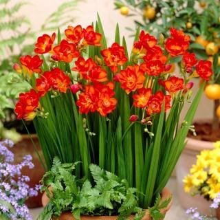 Freesia bulbs