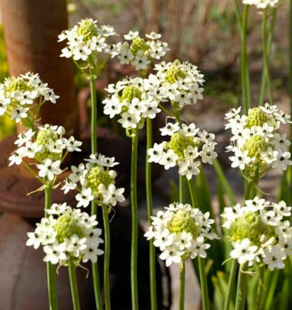 Ornithogalum bulbs