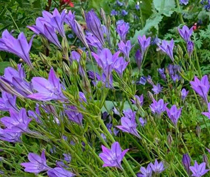 Triteleia bulbs