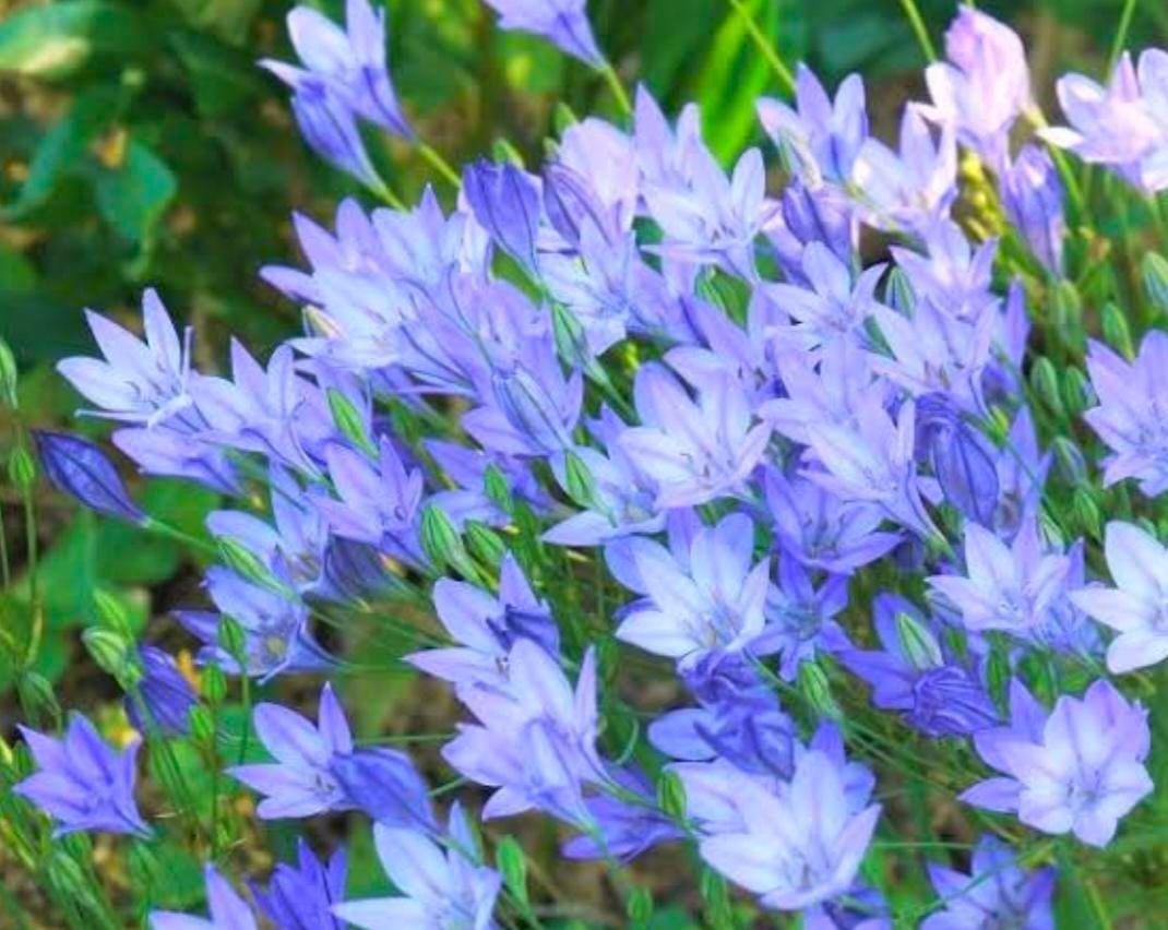 Triteleia bulbs