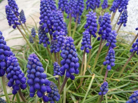 Muscari bulbs