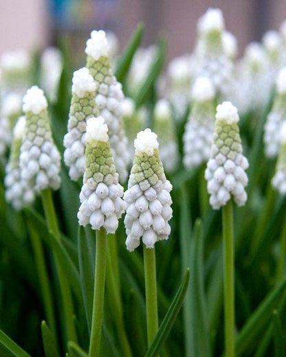 Muscari bulbs