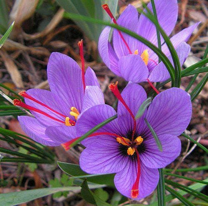 Crocus bulbs