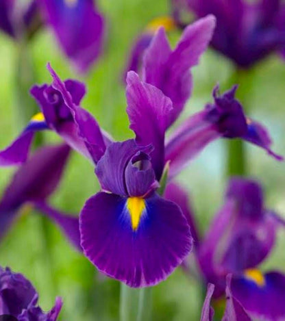 Dutch iris bulbs