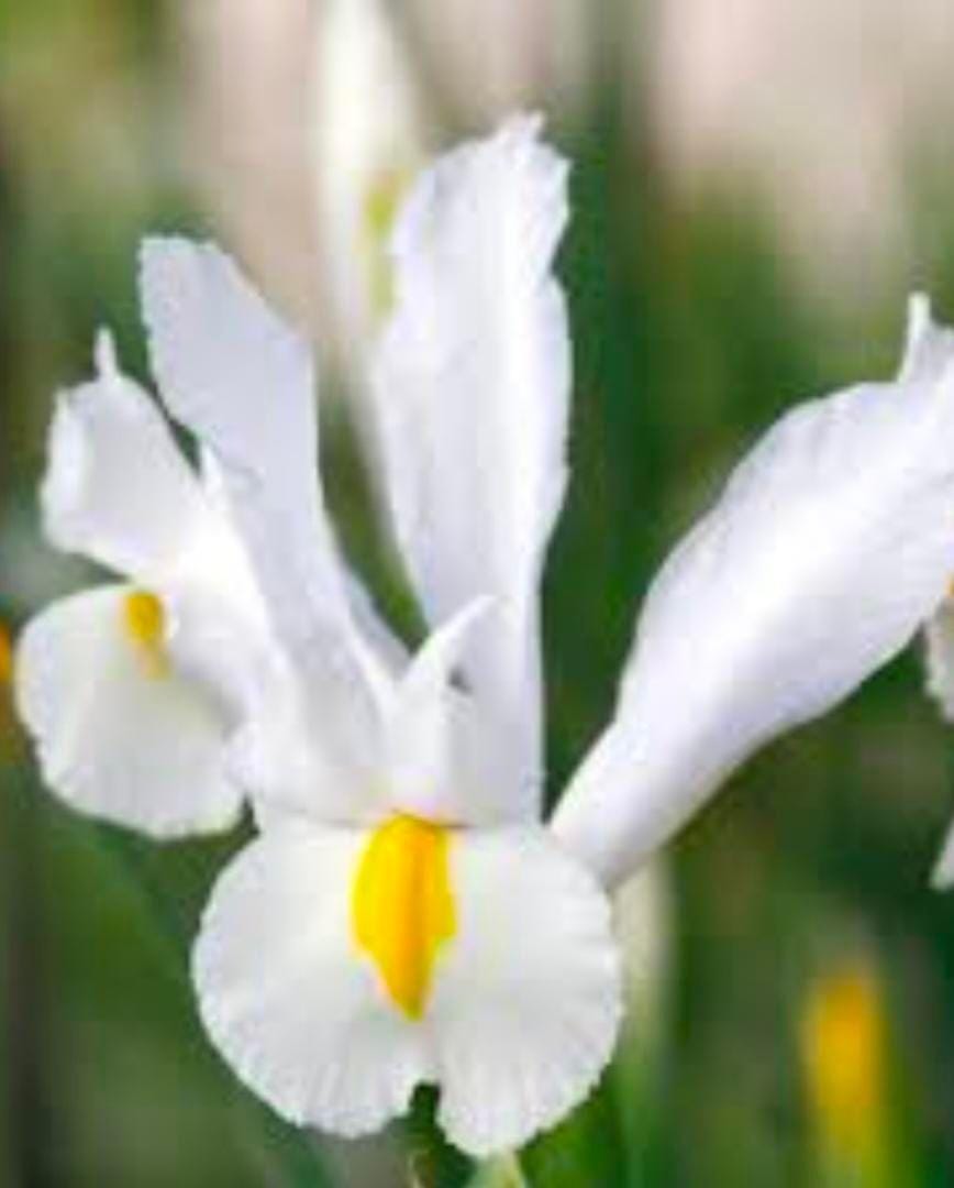 Dutch iris bulbs