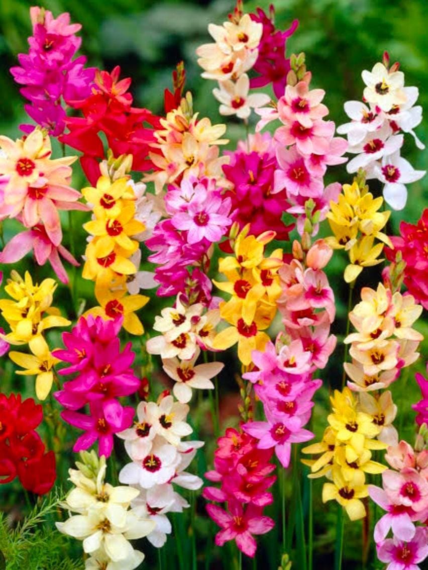 Ixia mix bulbs