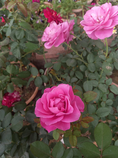 ROSE english flowering plant