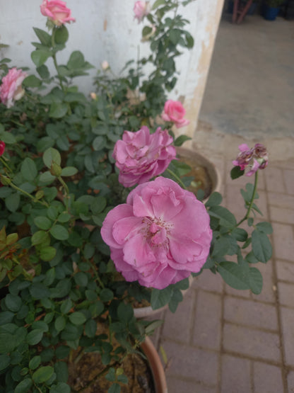 ROSE english flowering plant