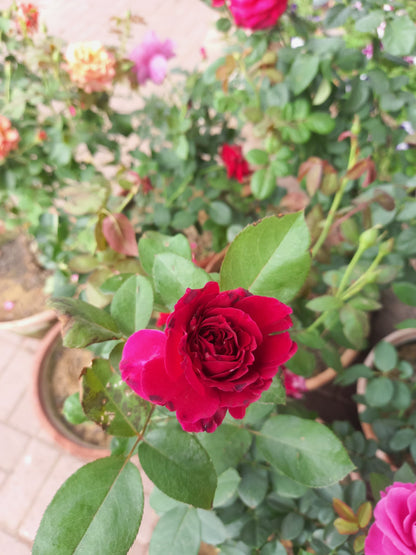 ROSE english flowering plant