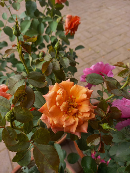 ROSE english flowering plant