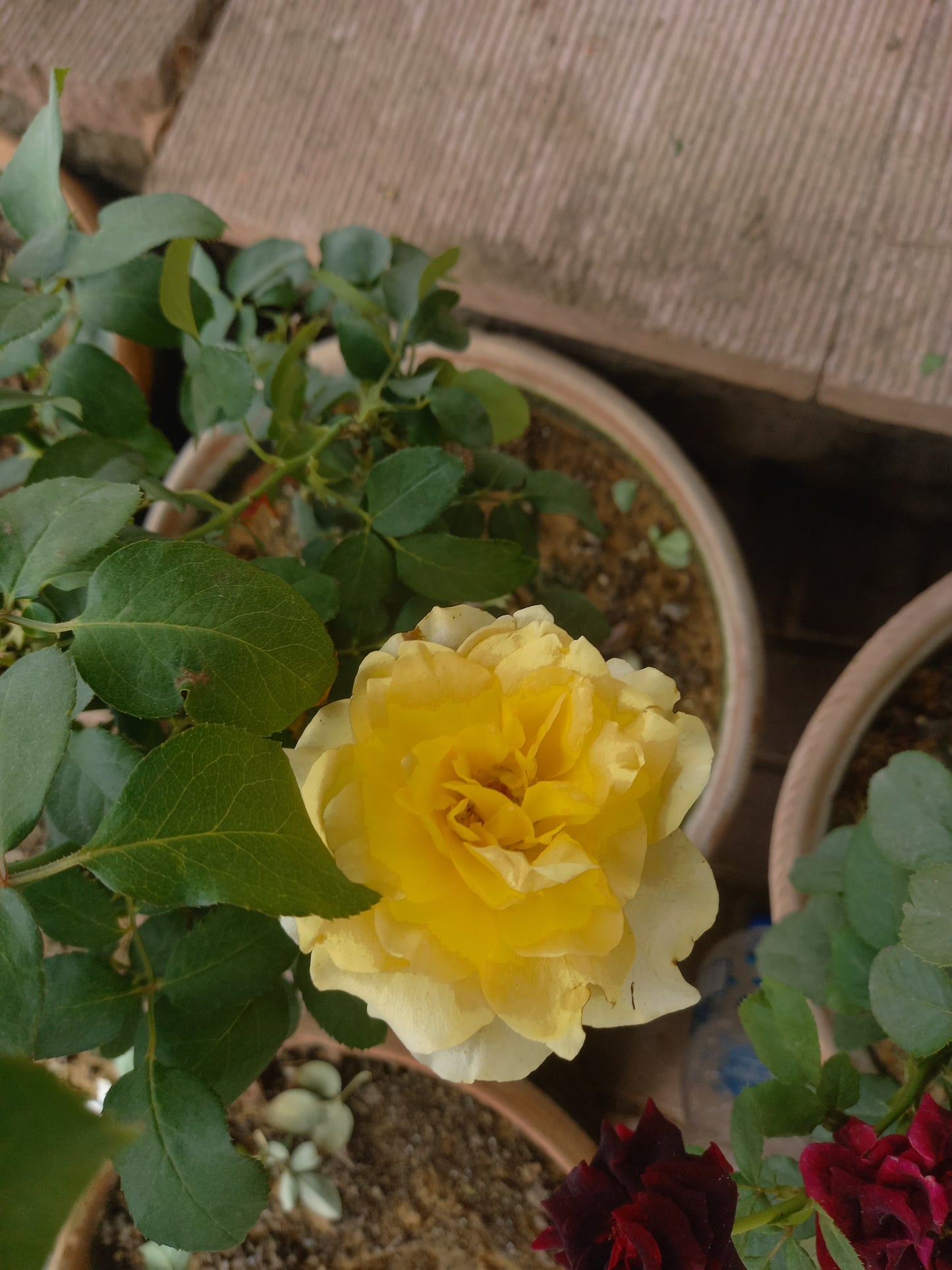 ROSE english flowering plant