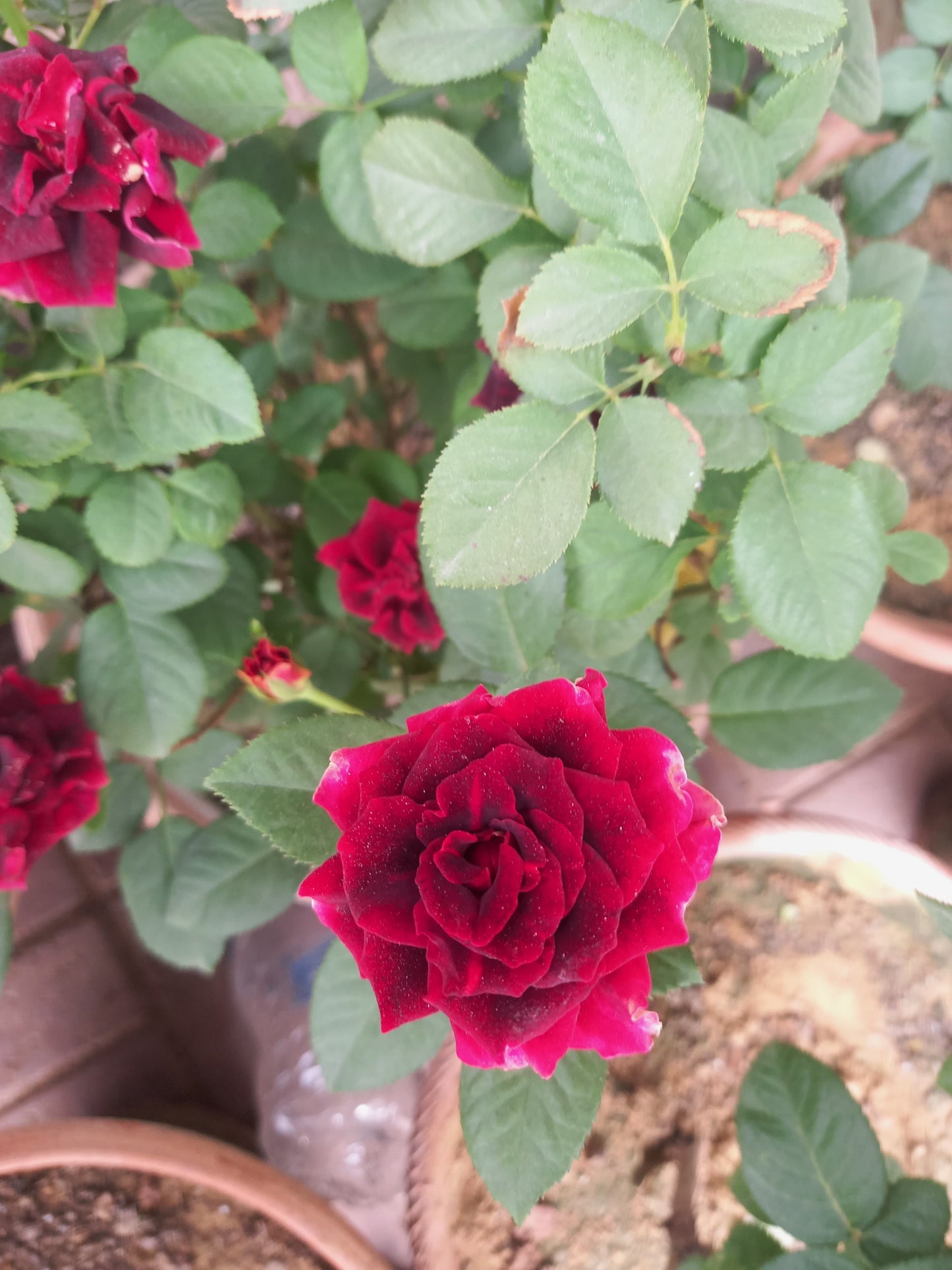 ROSE english flowering plant