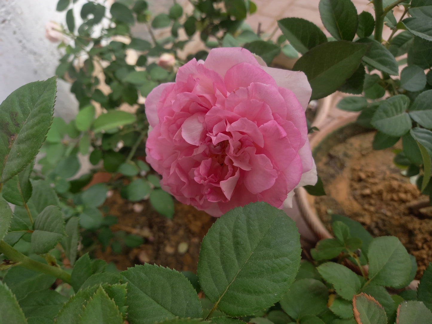 ROSE english flowering plant