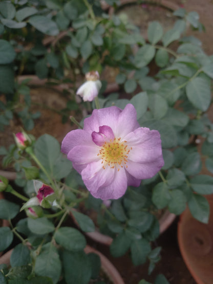 ROSE english flowering plant