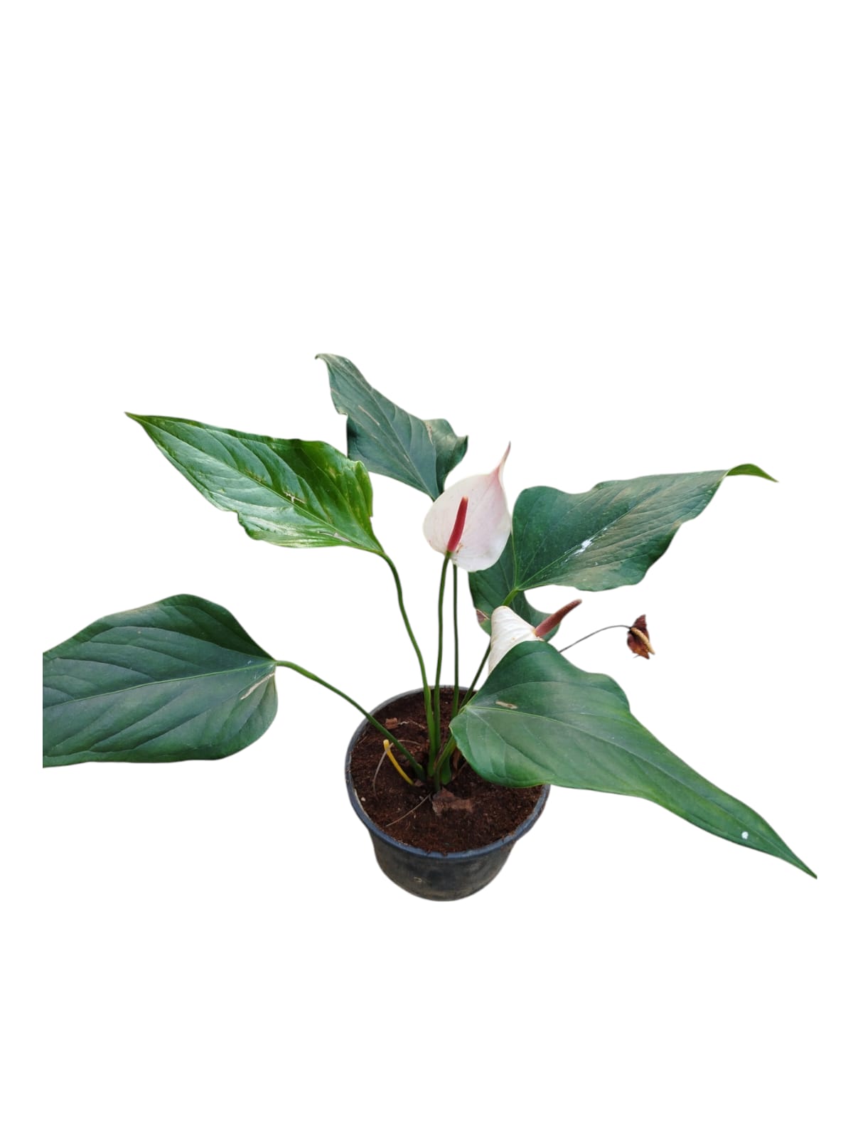 Anthurium