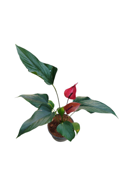 Anthurium