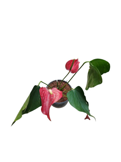 Anthurium