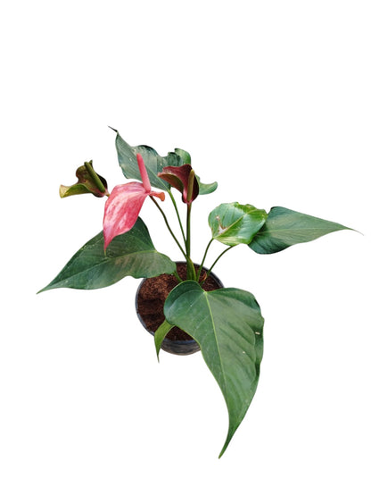 Anthurium