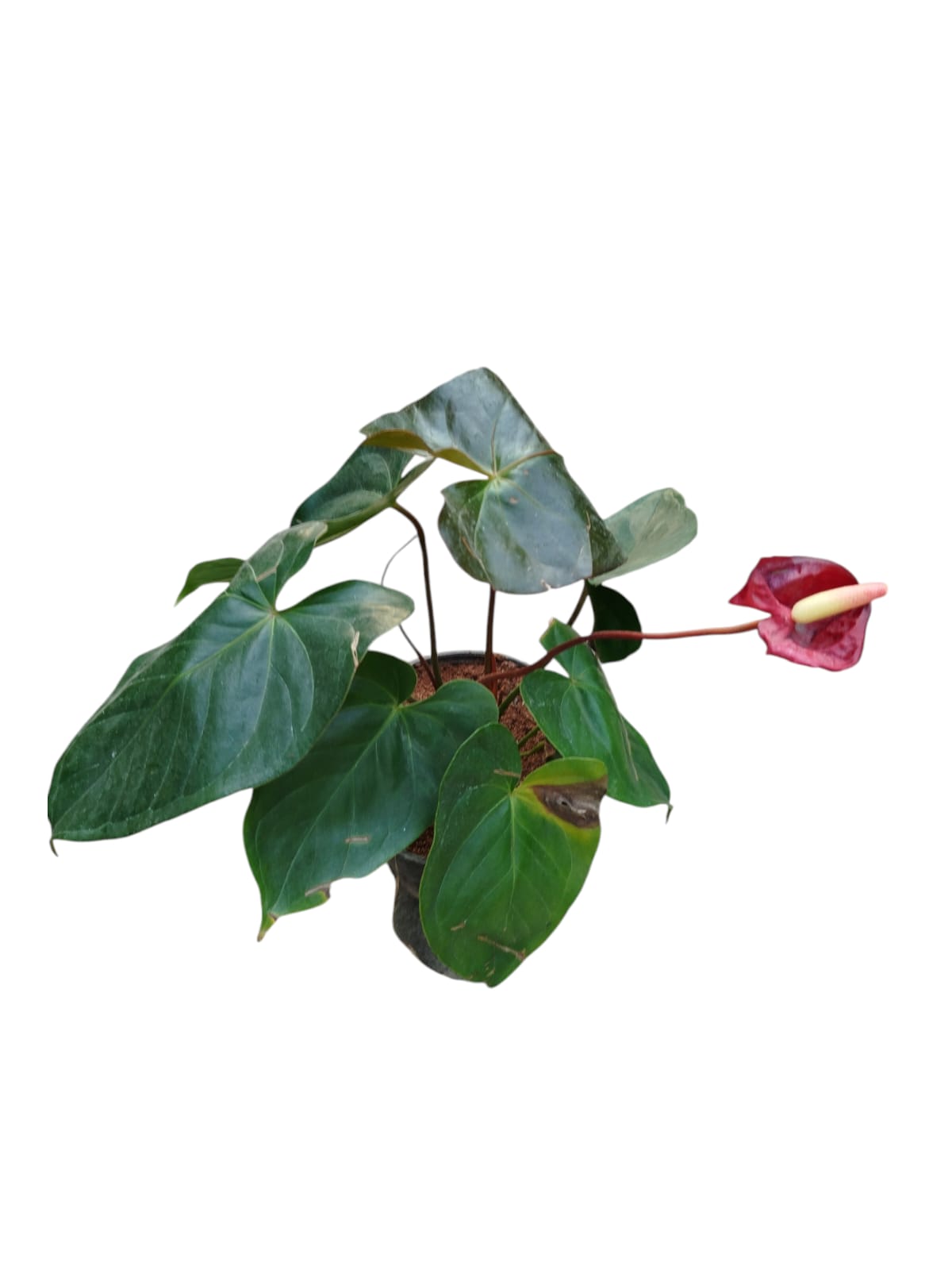 Anthurium