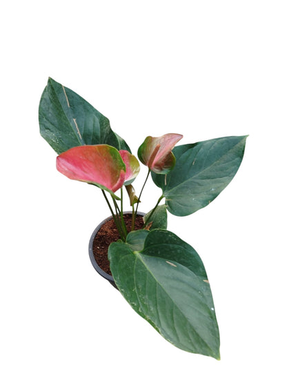 Anthurium