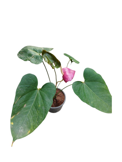 Anthurium