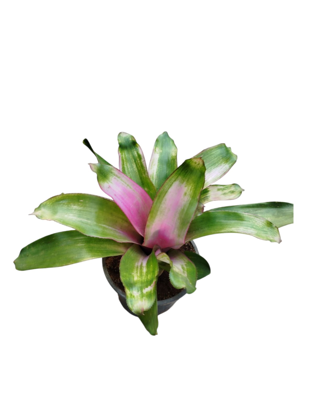 Bromeliad