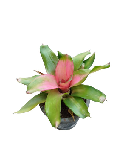 Bromeliad