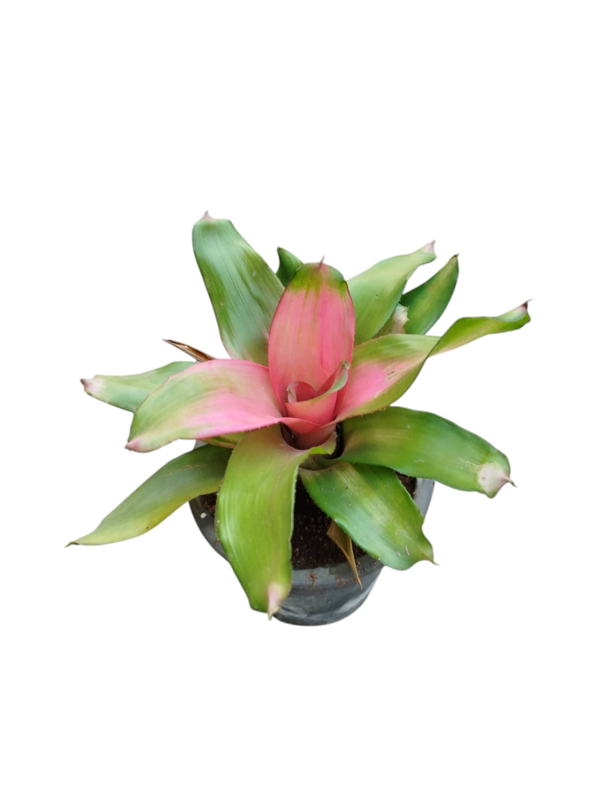 Bromeliad