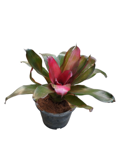 Bromeliad