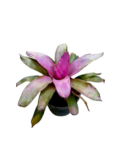 Bromeliad