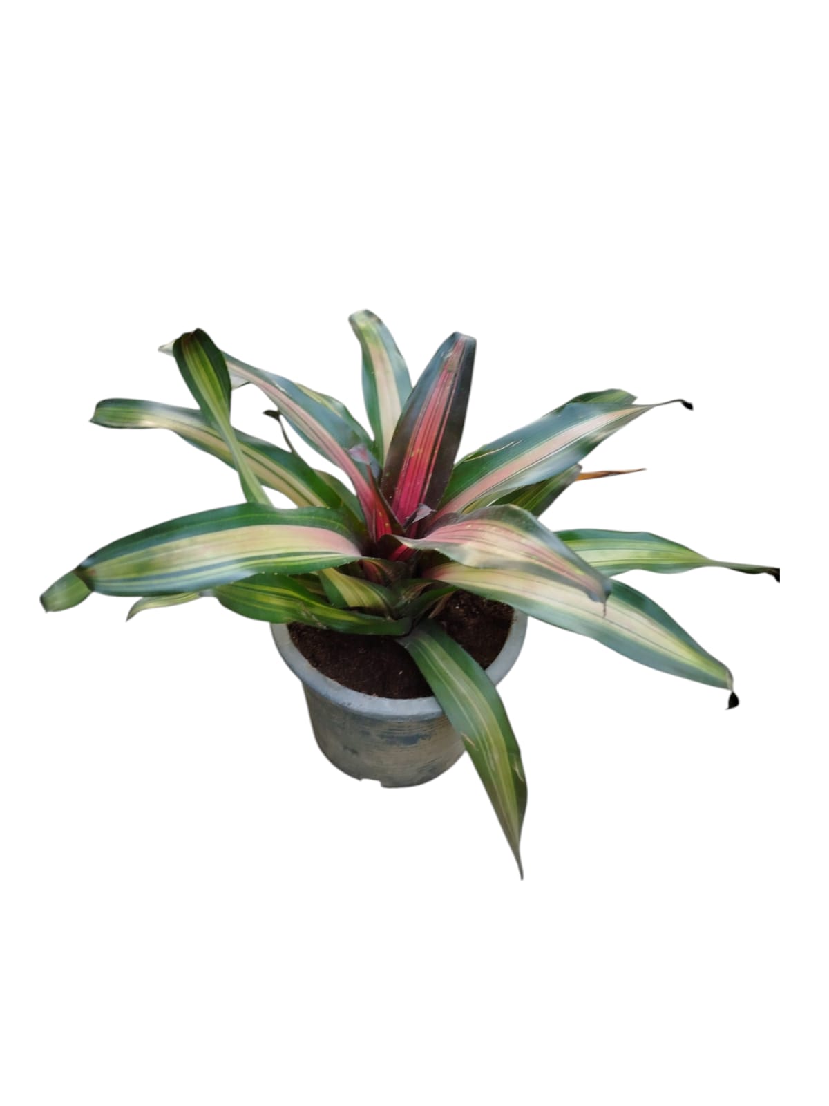 Bromeliad