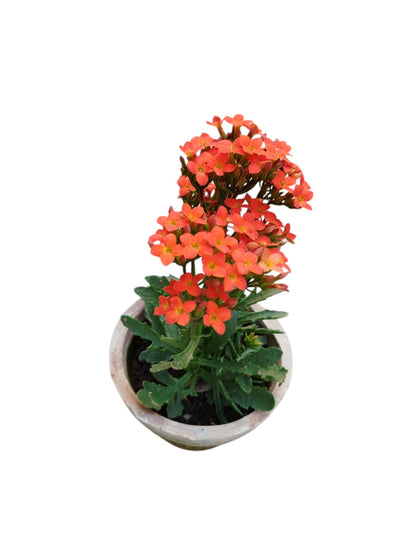 Kalanchoe flowering plant