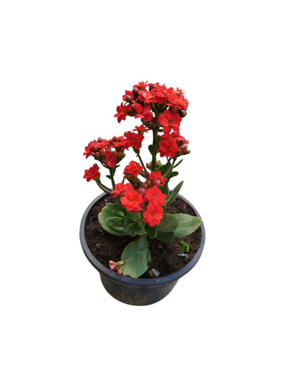 Kalanchoe flowering plant