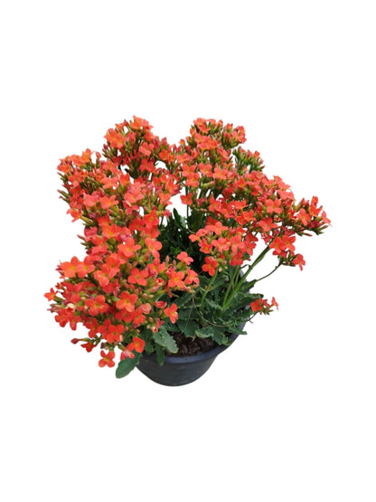 Kalanchoe flowering plant