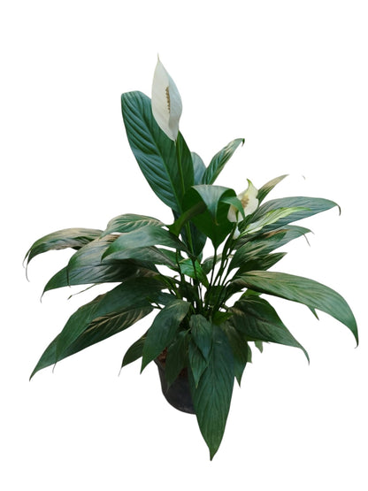 Peace lily (Spathiphyllum wallisii)