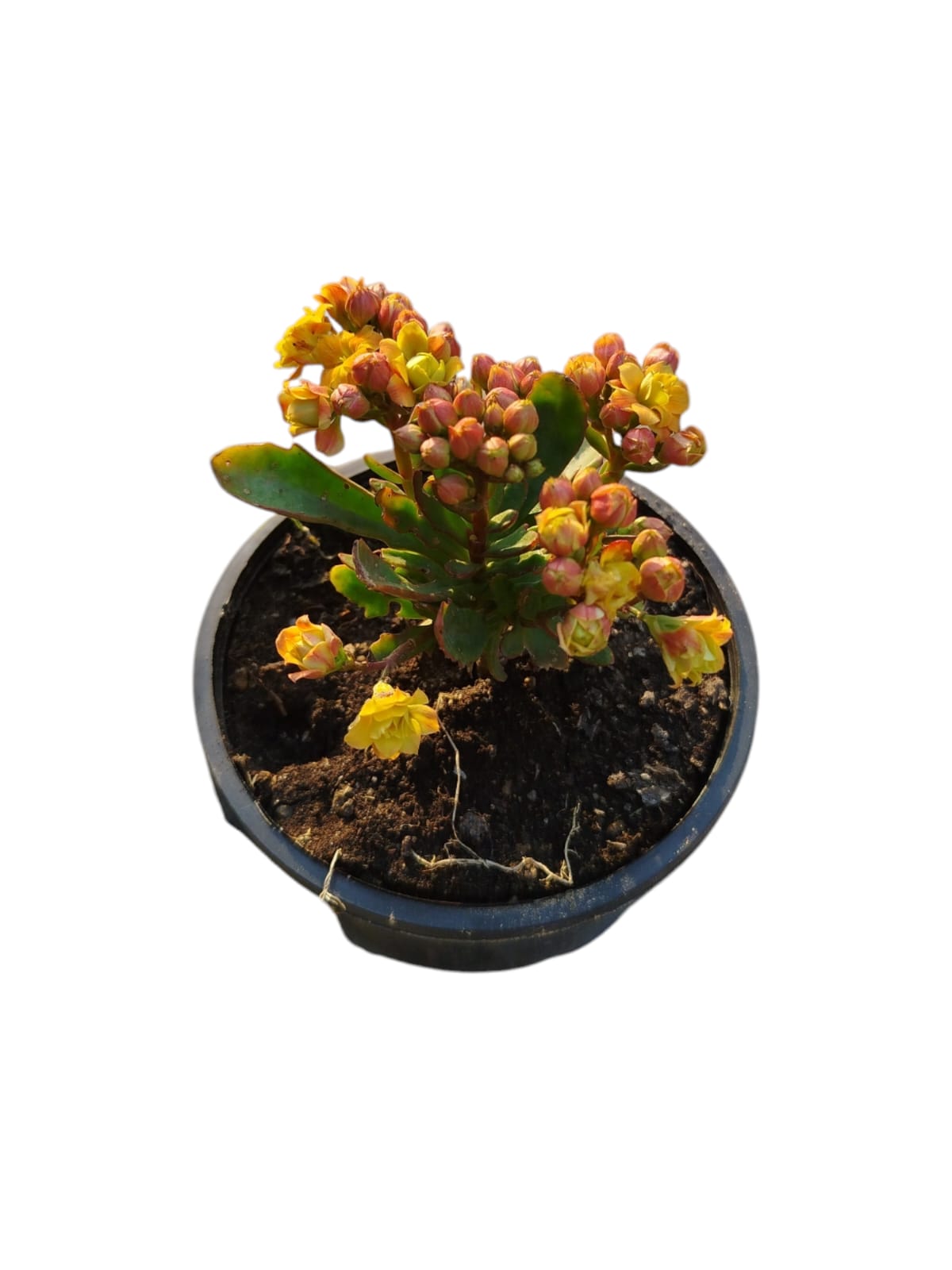 Kalanchoe flowering plant