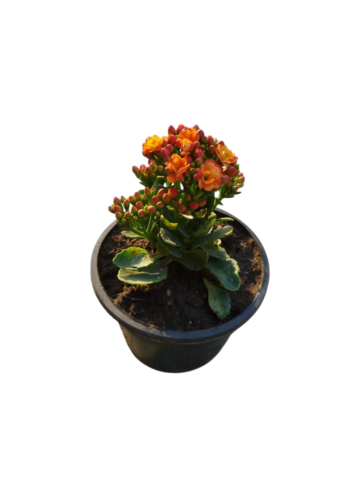 Kalanchoe flowering plant