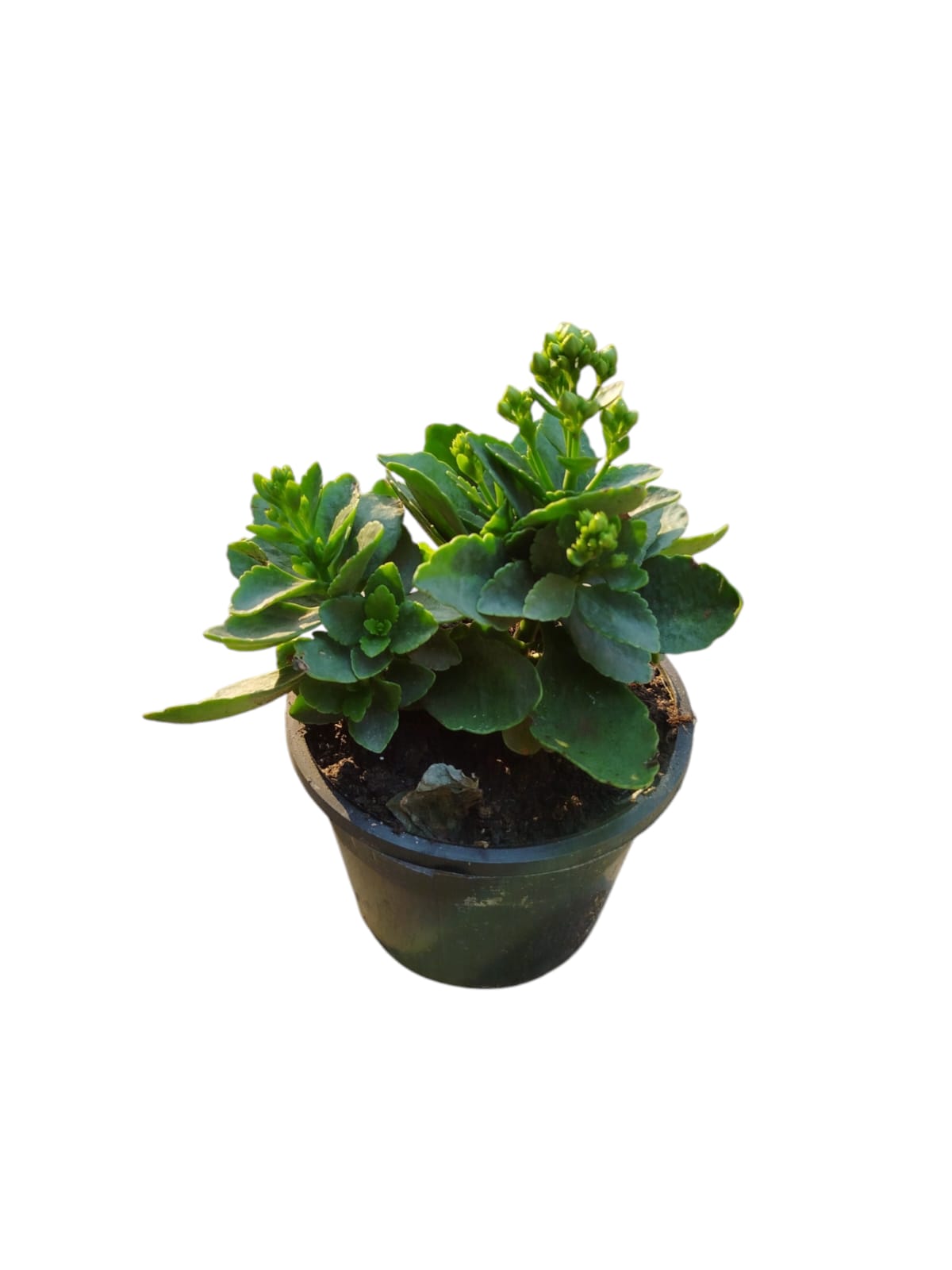 Kalanchoe flowering plant