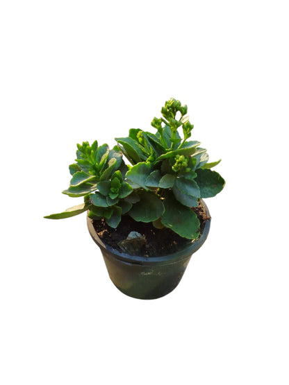 Kalanchoe flowering plant