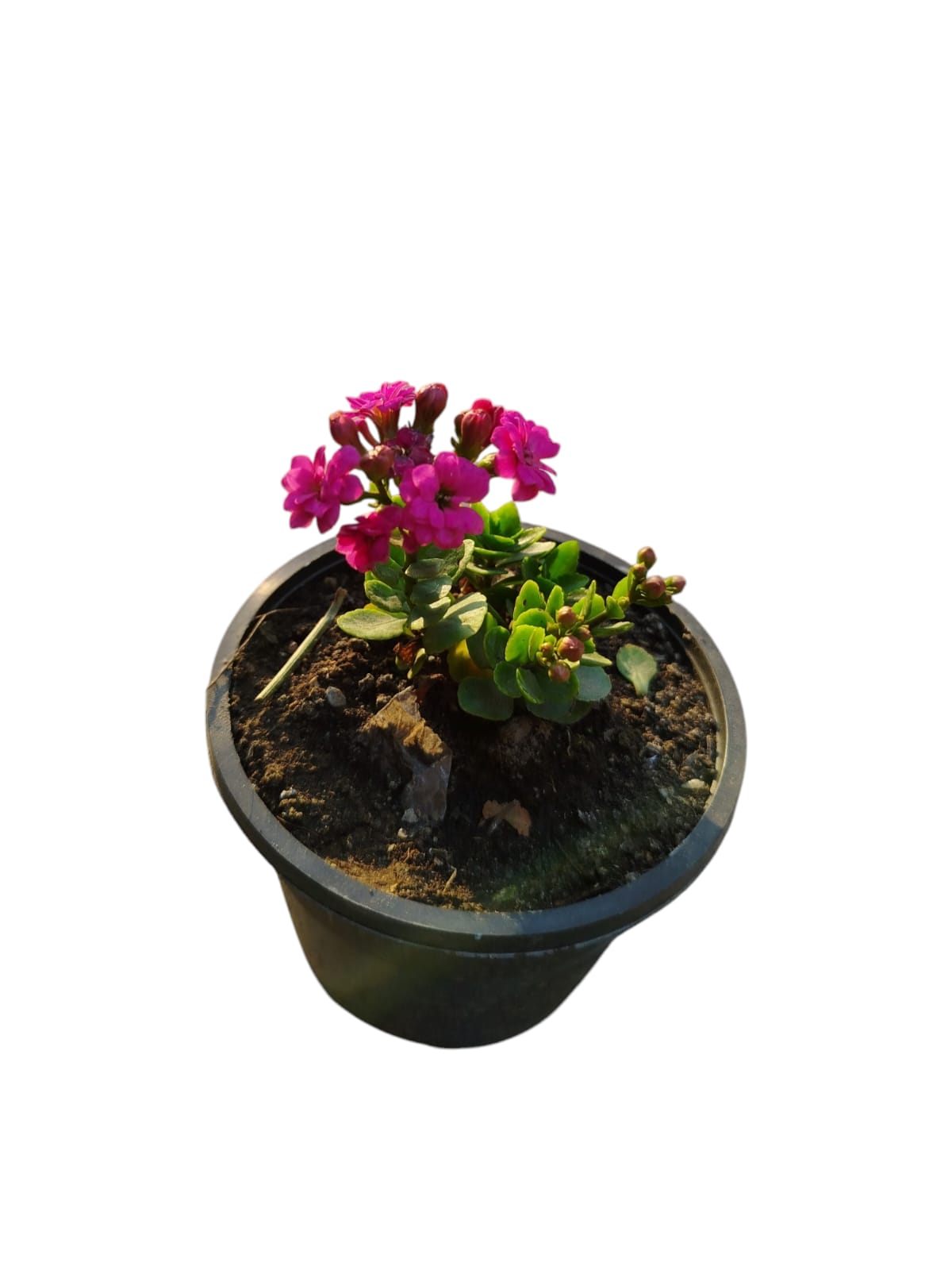 Kalanchoe flowering plant