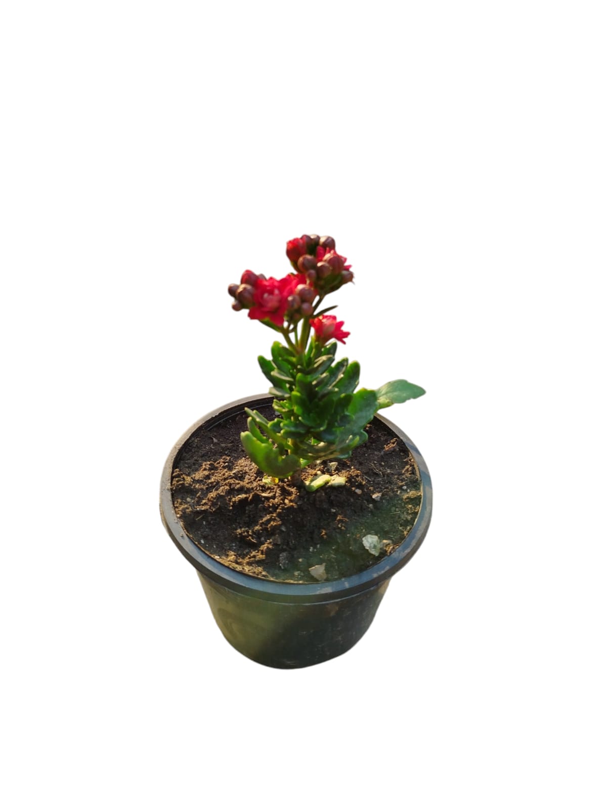 Kalanchoe flowering plant