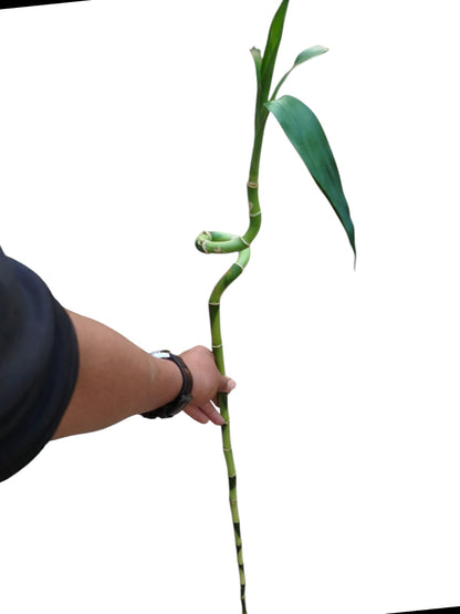 Lucky bamboo Spiral stick large