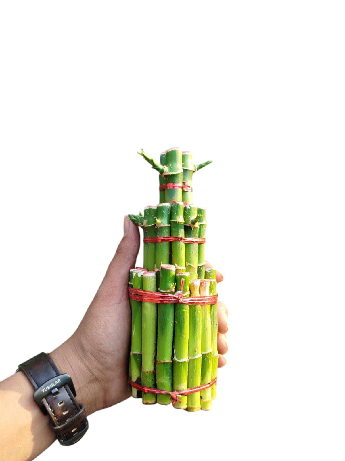 Lucky bamboo 3 step large