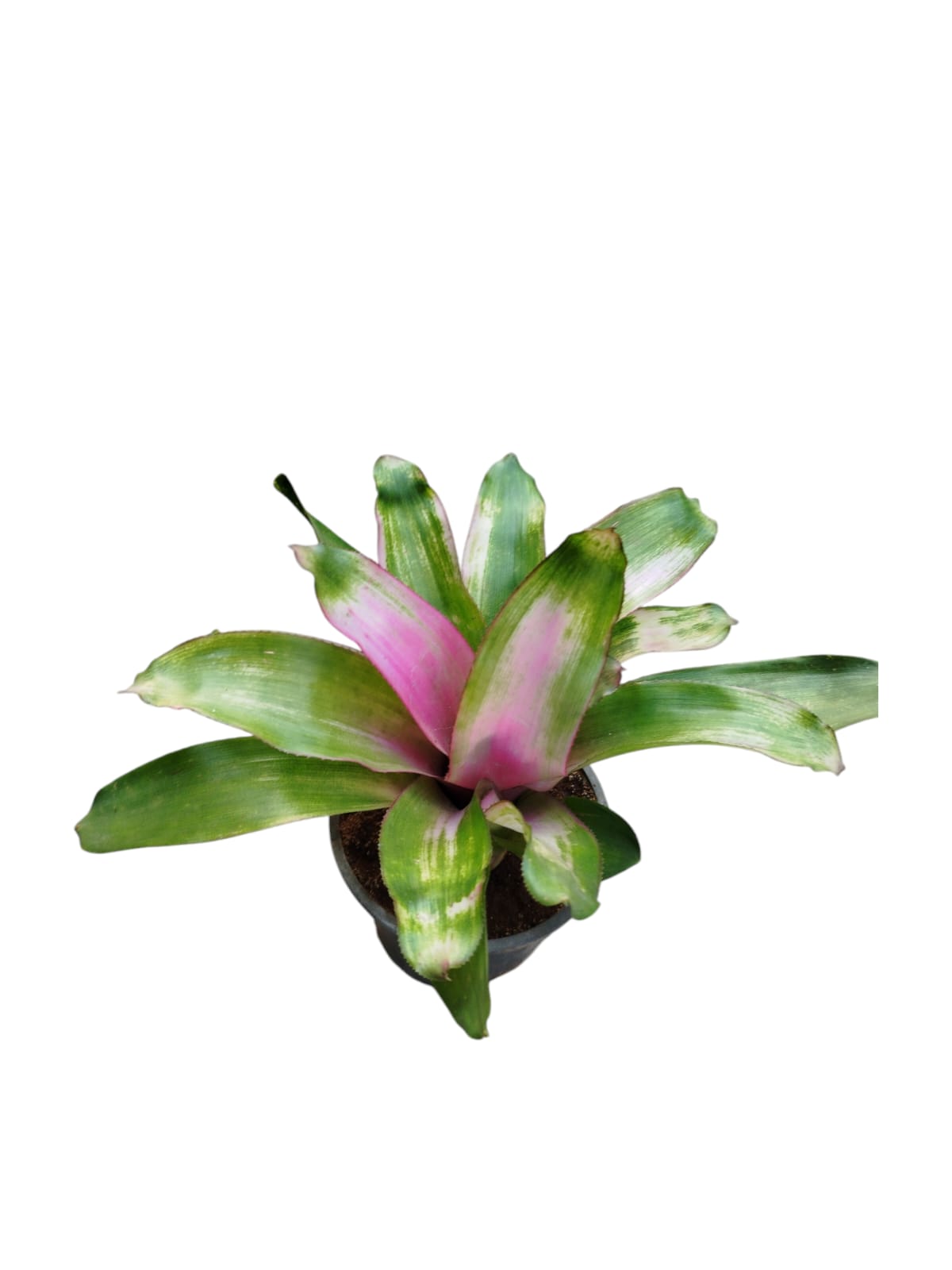 Bromeliad